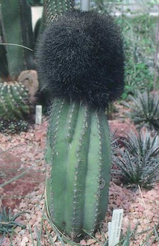 Pachycereus_militaris